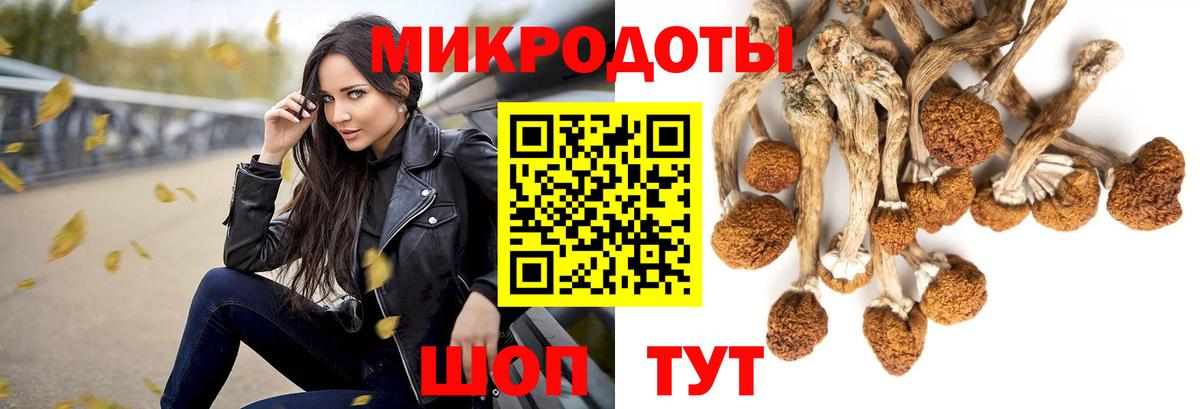 Псилоцибиновые грибы Psilocybe Дербент